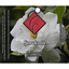 Collection de rasage Gardenia de Catie's Bubbles
