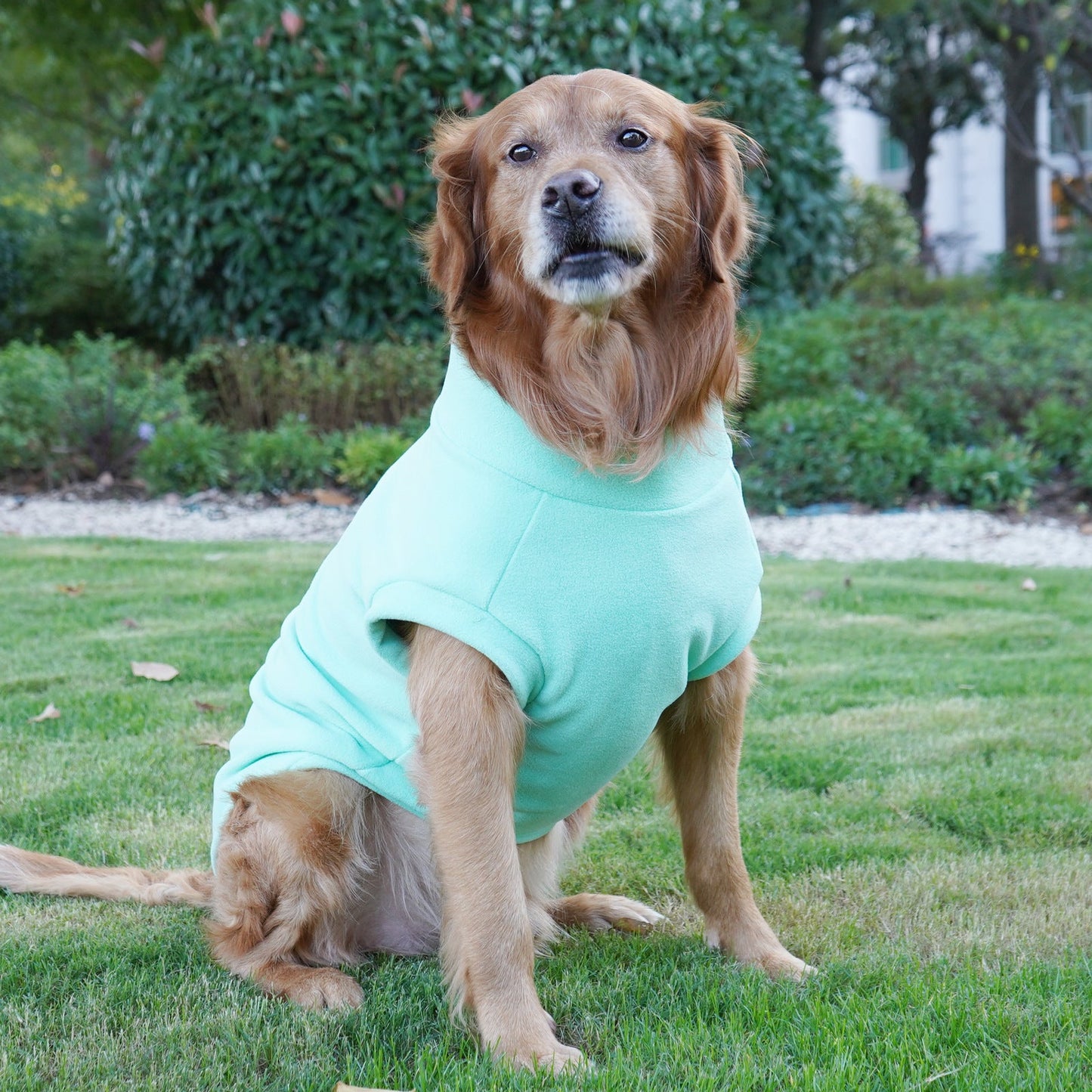 Pull pour animaux de compagnie haut de gamme pour grandes races - Collection hiver