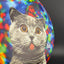 Fuzion EMac Truth - DyeMax - Space Kitty Trippin Disc Golf