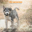 Premium Automatic Anti-Bark Control Collar for Dogs