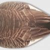 Dual-Sided Canada & Snow Goose Decoy – CS1 by Top Down Decoys® - Korvel