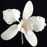 Cattleya Single - Small White 50 Pieces