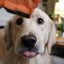 All-Natural Sweet Potato Dog Chews - Healthy Treats - Korvel