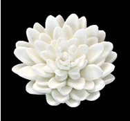 Chrysanthemum Edible Decorations - Large White - 18 Count