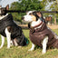 Abrigo Premium para Perros para Todas las Climas