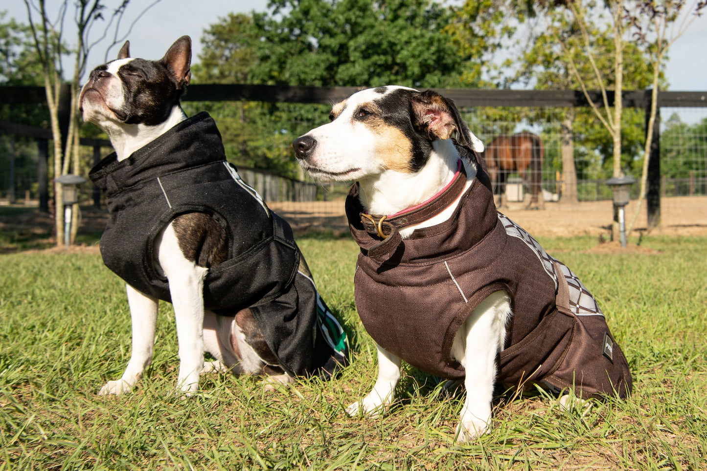 Abrigo Premium para Perros para Todas las Climas