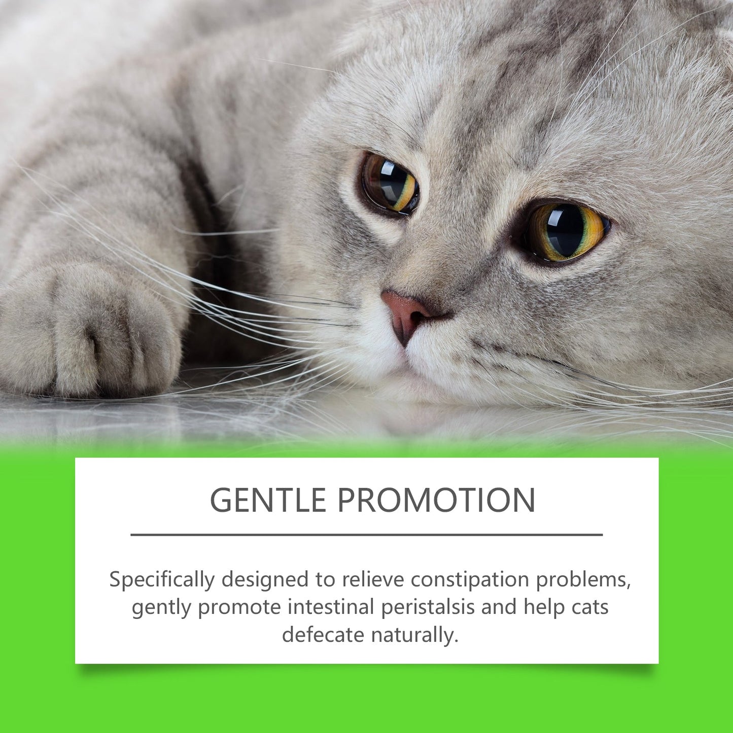 Premium Probiotic Drops for Cats - Enhance Digestive Health