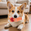 Durable Latex Squeaky Dog Toy for Fun and Engagement