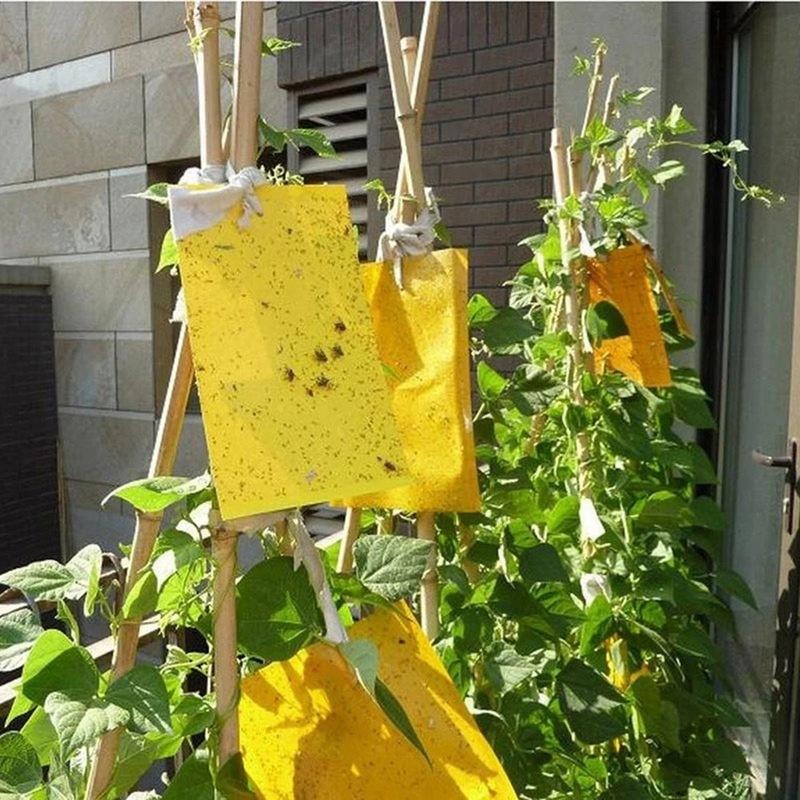 Double sidedStrong Flies Traps Bugs Sticky Board Catching Aphid Insects Killer fly Control Whitefly Thrip Leafminer Glue Sticker - Korvel
