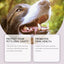 Pet Toothbrush Pen Dog Cat Tartar Stone Cleaning Remove Bad Breath Remove Odor Cleaning Pen - Korvel