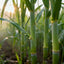 Graines de canne à sucre SweetHarvest pour le jardinage à domicile