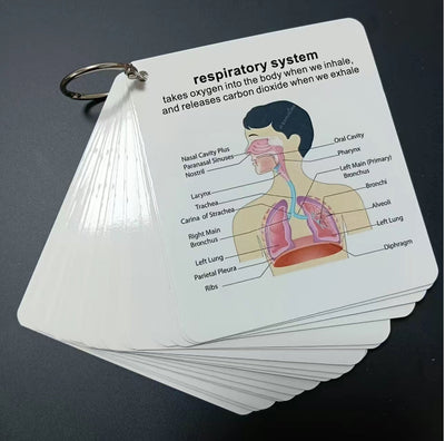 AnatoLearn Flash Cards - 21-Piece Human Anatomy Study Set