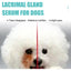 Tear Duct Serum For Dogs, Cats And Dogs Removal Eye Poop Pet Topical Eye Tear Stain Serum - Korvel