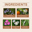 Bellflower Perfume For Women Mild Lasting Fragrance Bellflower Fragrance Fresh And Elegant Charm Dating Perfume - Korvel