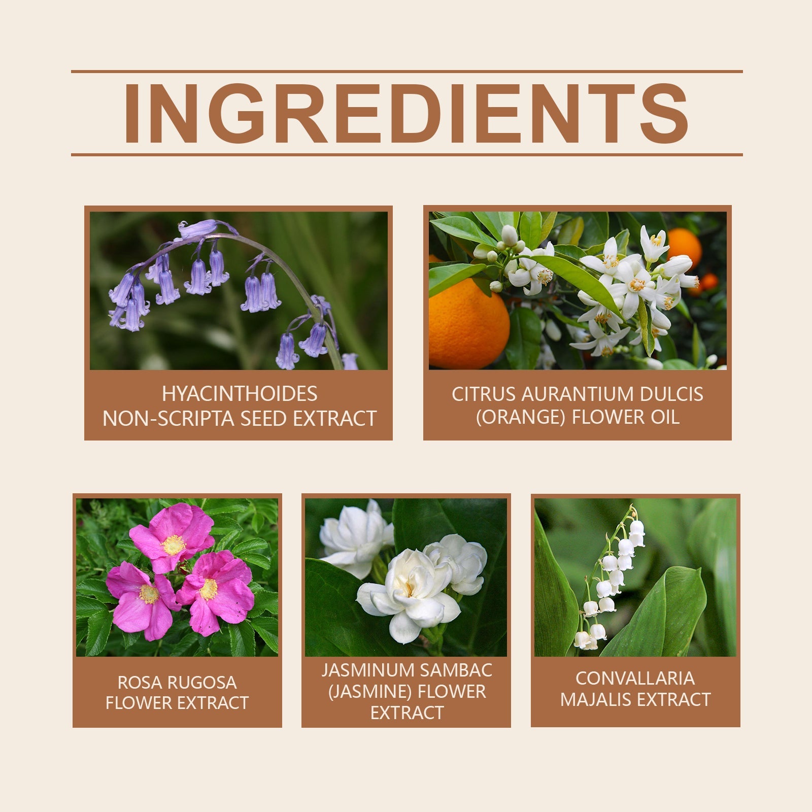 Bellflower Perfume For Women Mild Lasting Fragrance Bellflower Fragrance Fresh And Elegant Charm Dating Perfume - Korvel