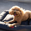 Premium Waterproof Lounger Dog Bed in Gray