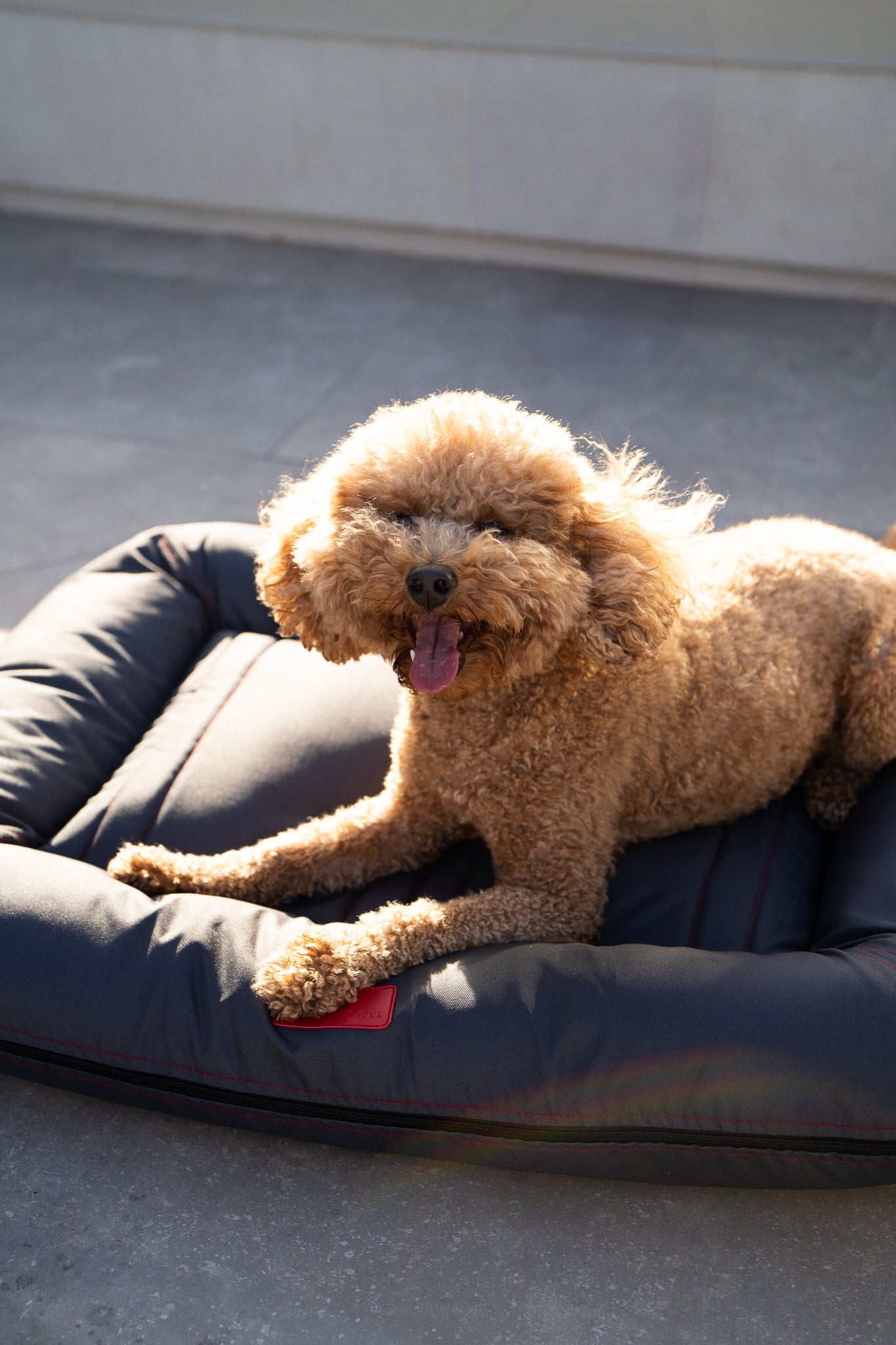 Premium Waterproof Lounger Dog Bed in Gray
