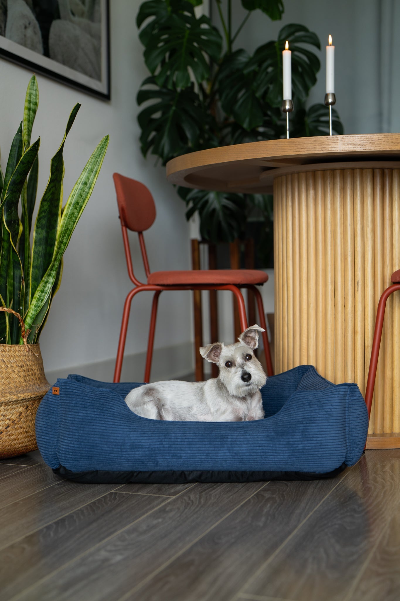 Cama para perros de terciopelo lujoso para una comodidad máxima