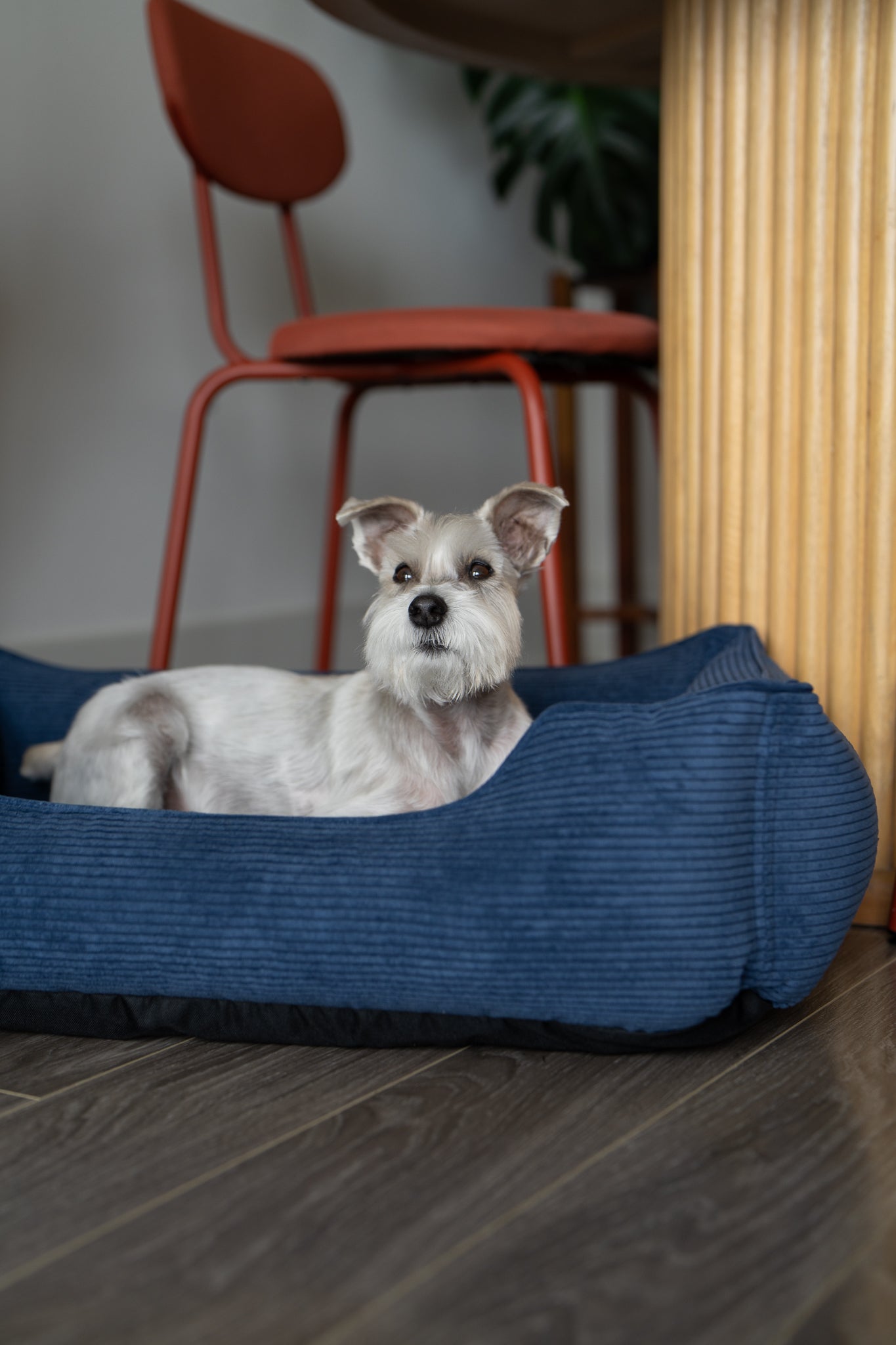 Cama para perros de terciopelo lujoso para una comodidad máxima