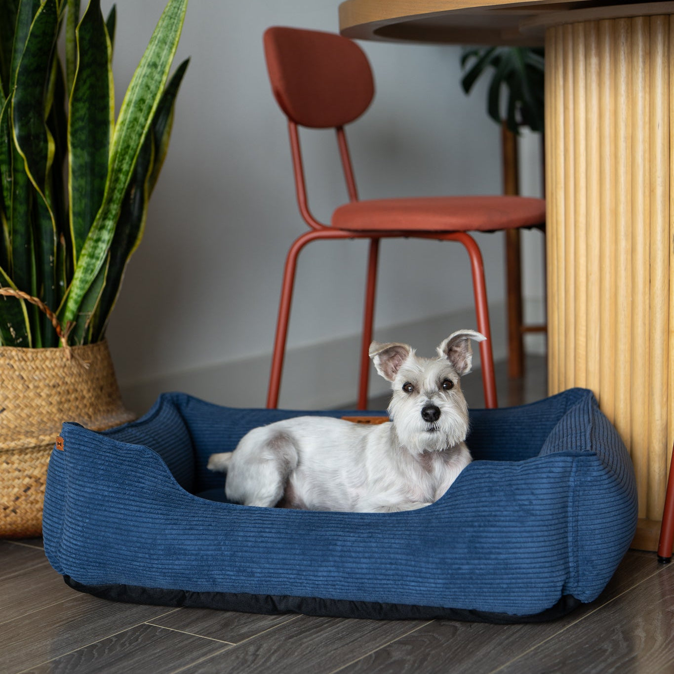 Cama para perros de terciopelo azul lujosa