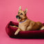 Luxurious Velvet Dog Bed in Rich Wine Color