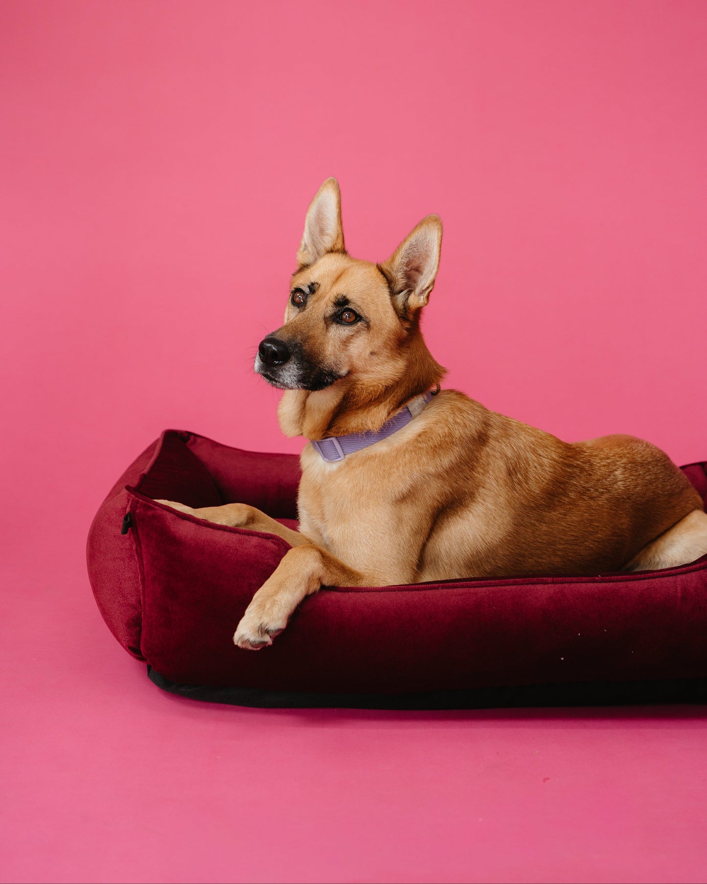 Luxurious Velvet Dog Bed in Rich Wine Color