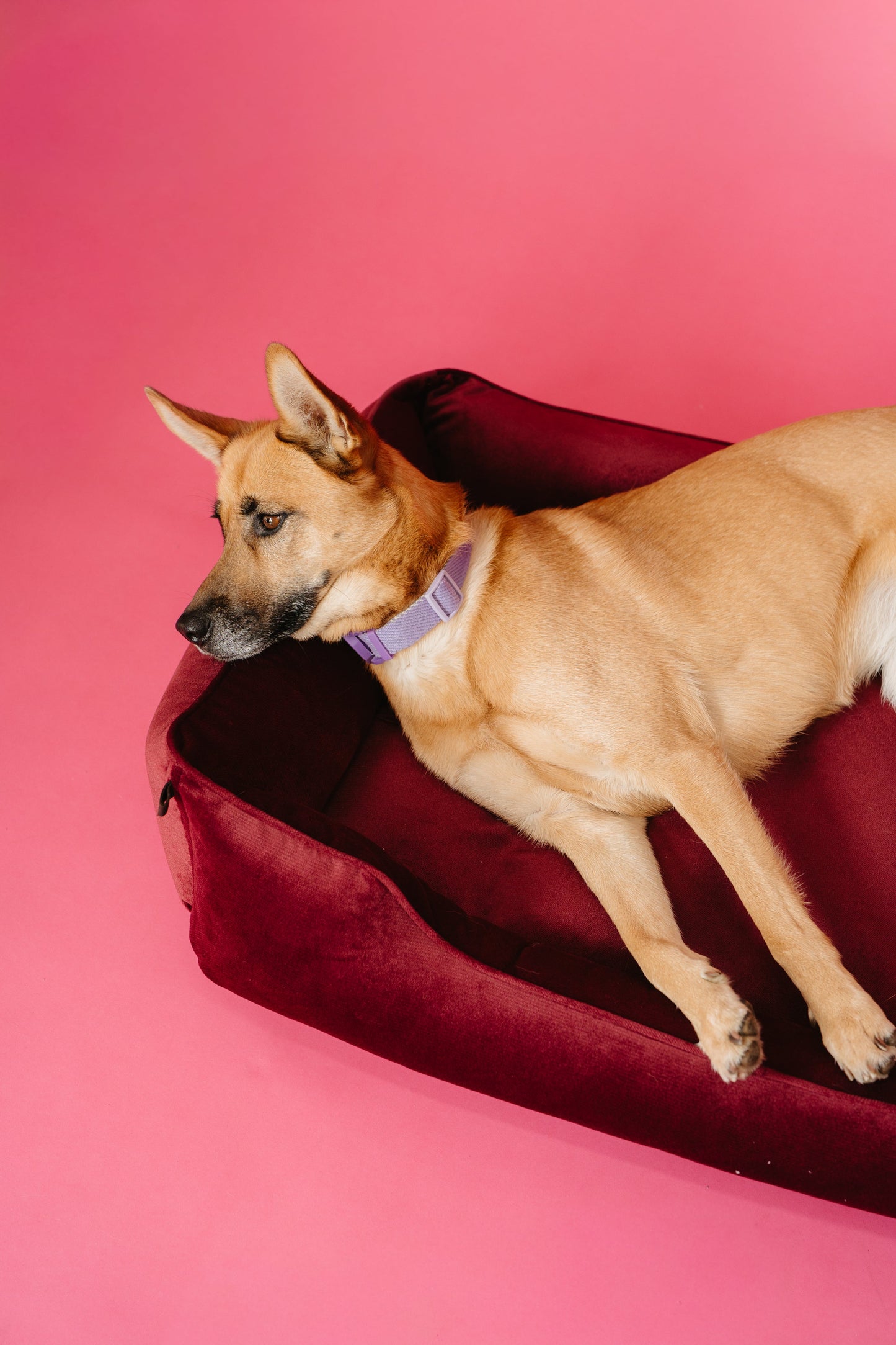 Luxurious Velvet Dog Bed in Rich Wine Color