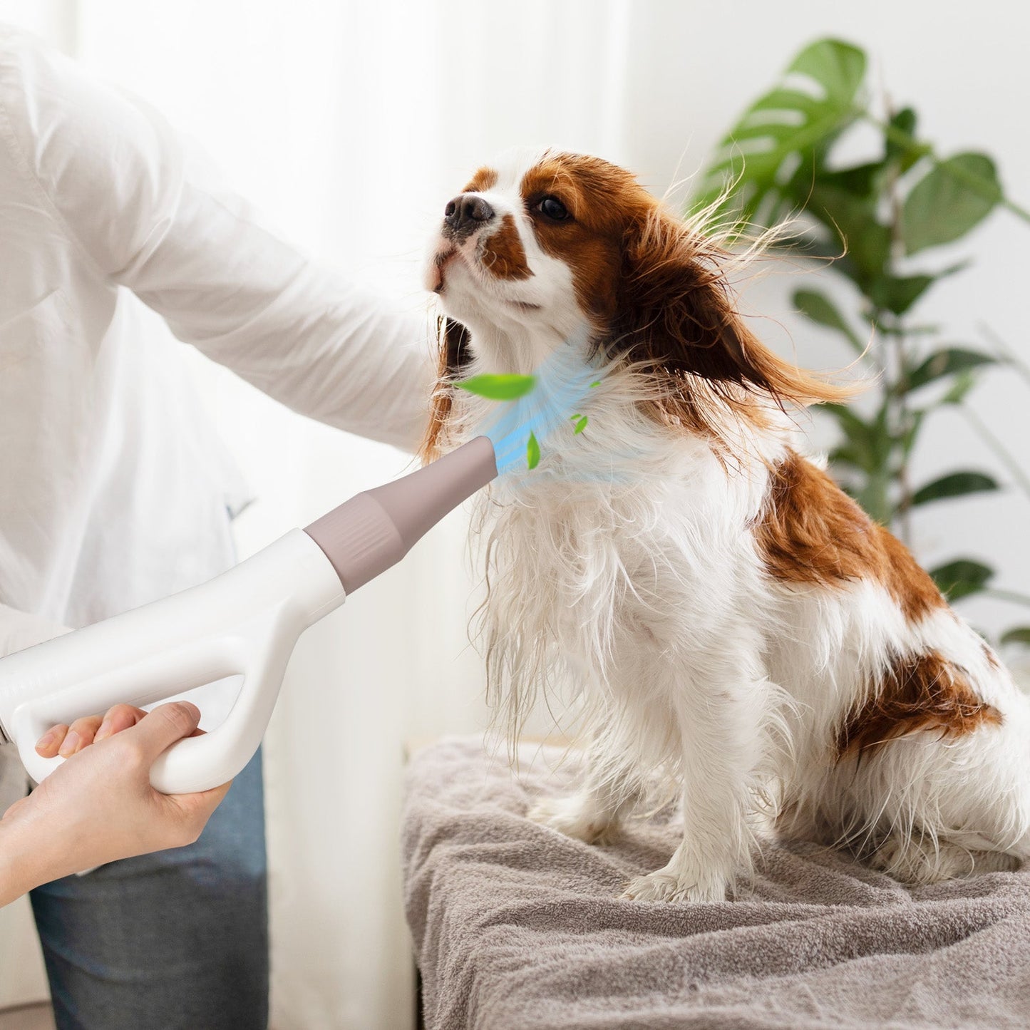 Secador de Pelo Premium para Perros y Gatos con Temperatura Ajustable