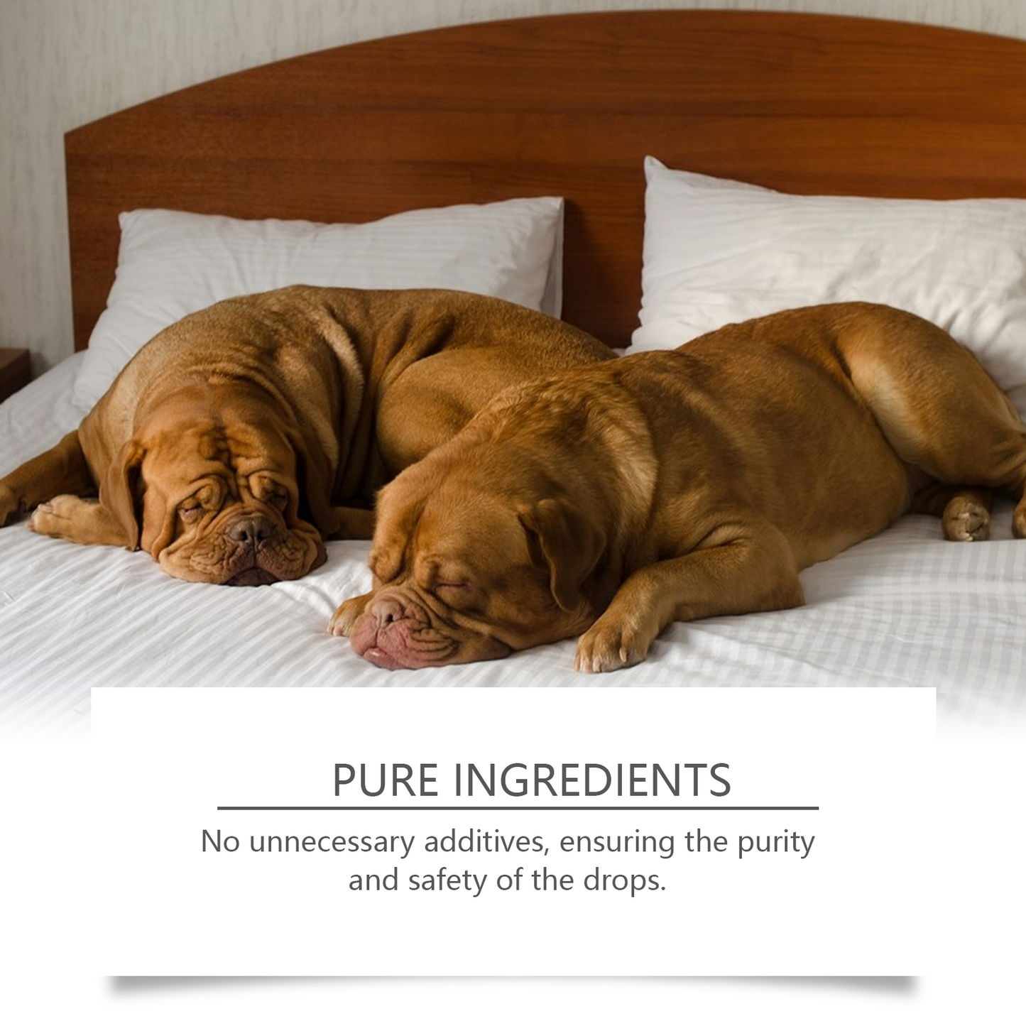 Premium Dog Sleep Drops for Restful Nights