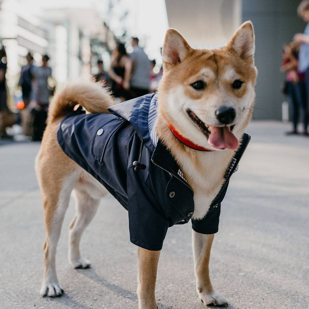 Premium Windproof British Retro Dog Raincoat