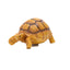 Turtle Brazilian turtle pet resin ornaments - Korvel