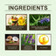 Scutellaria Sleep Essential Oil Eases Sleep, Relaxes And Comforts Portable Skin And Body Care Essential Oil - Korvel
