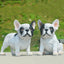 Little Bulldog ornament resin - Korvel
