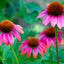 Echinacea Purpurea Root - Cut & Sifted