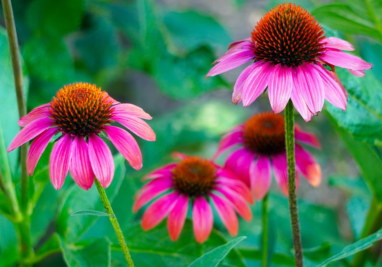 Echinacea Purpurea Root - Cut & Sifted