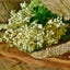 Organic Whole Elderflowers - Nature's Wellness Boost - Korvel
