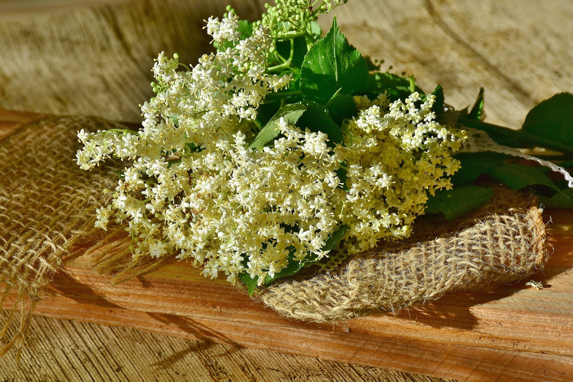 Organic Whole Elderflowers - Nature's Wellness Boost - Korvel