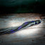Joe Shute Wahoo Cruiser 10oz - Korvel