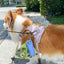 Premium Silicone Dog Poop Bag Holder with Dispenser