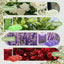 Colorful Eight - Scented Wax Cubes Set