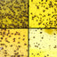 Double sidedStrong Flies Traps Bugs Sticky Board Catching Aphid Insects Killer fly Control Whitefly Thrip Leafminer Glue Sticker - Korvel