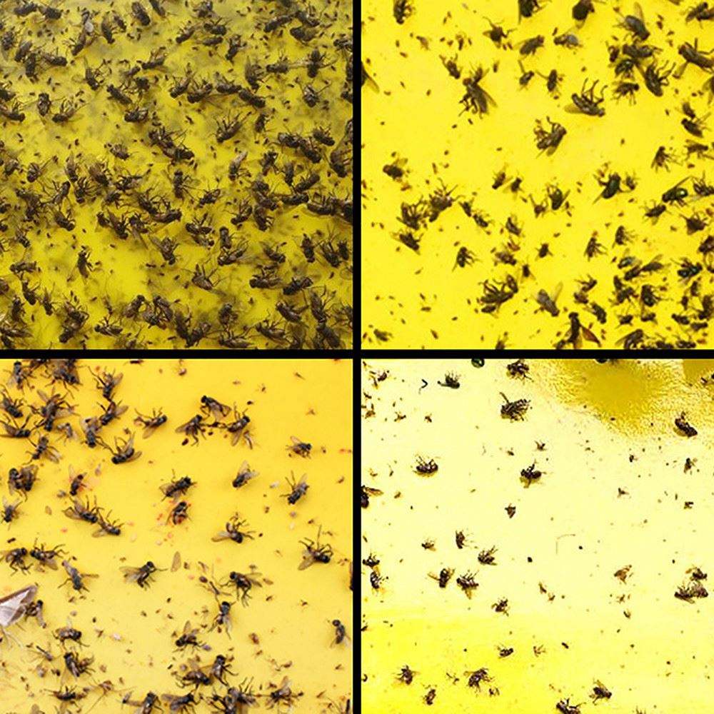 Double sidedStrong Flies Traps Bugs Sticky Board Catching Aphid Insects Killer fly Control Whitefly Thrip Leafminer Glue Sticker - Korvel