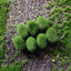 Mossy Stone Artificial Green Stone Arrangement