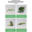 Vegetarian chlorophyll gummies super green vitamin gummies - Korvel