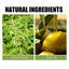 Herbal Shampoo Deeply Cleanses Scalp, Softens Hair, Moisturizes Hair Roots, And Strengthens Hair - Korvel