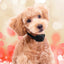Premium Automatic Anti-Bark Control Collar for Dogs