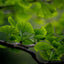 Hoja de Ginkgo Premium Cortada y Tamizada