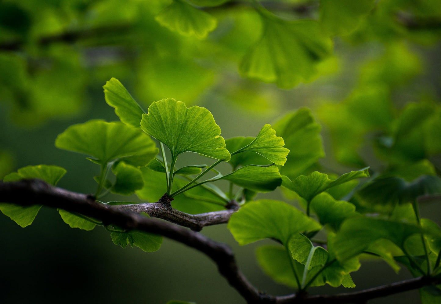Hoja de Ginkgo Premium Cortada y Tamizada