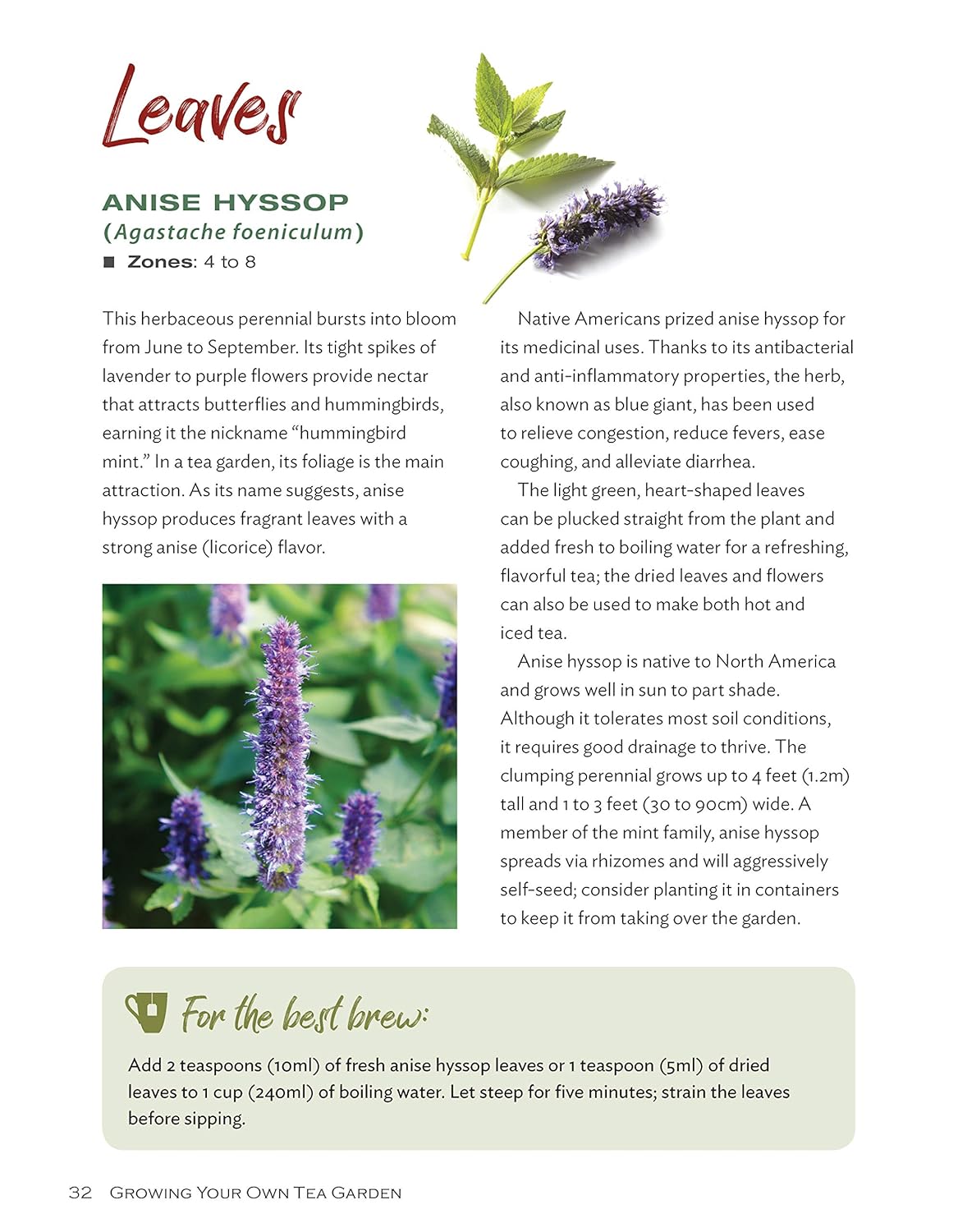 Growing Your Own Tea Garden: The Guide to Growing and Harvesting Flavorful Teas in Your Backyard (CompanionHouse Books) Create Your Own Blends to Manage Stress, Boost Immunity, Soothe Headaches & More (Spiral Bound) - Korvel