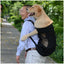 Premium Hiking Pet Dog Carrier Travel Backpack